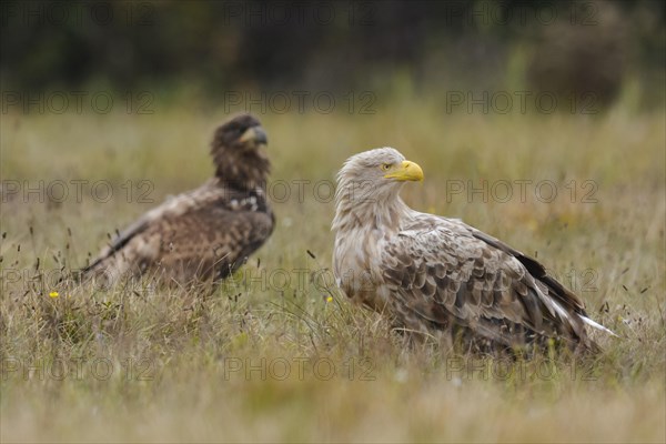 White-tailed eagle