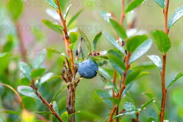 Bog bilberry