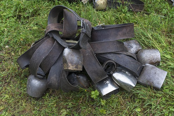 Cowbells ready for the Almabtrieb