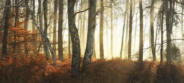 Warty birch