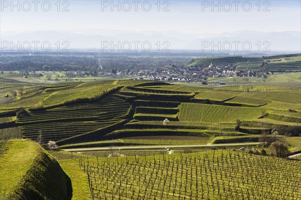 Vineyards in spring