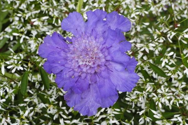 Field scabious