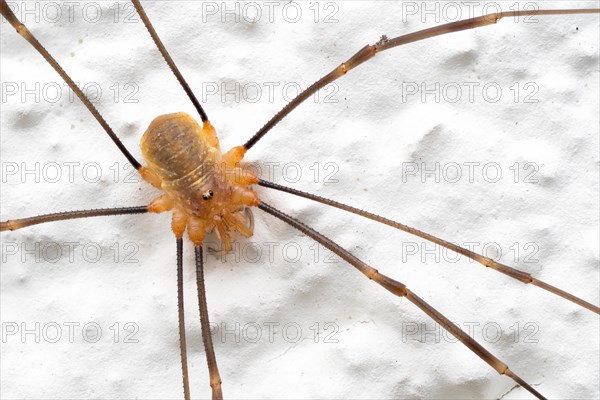 Harvestman