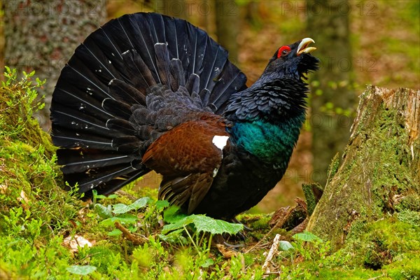 Western capercaillie