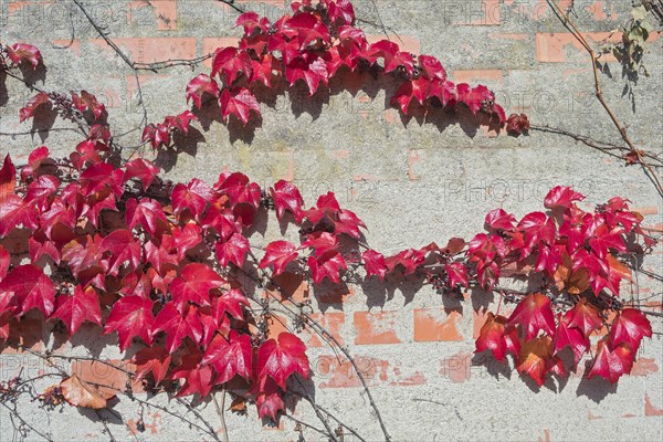 Boston ivy