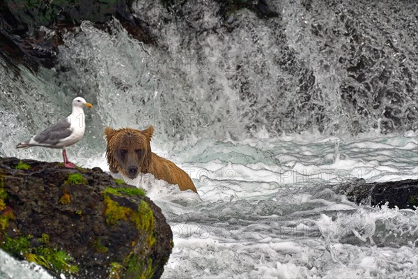 Coastal brown bear