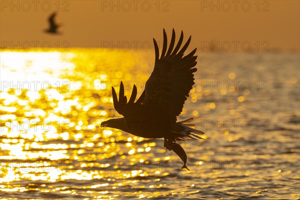 White-tailed eagle