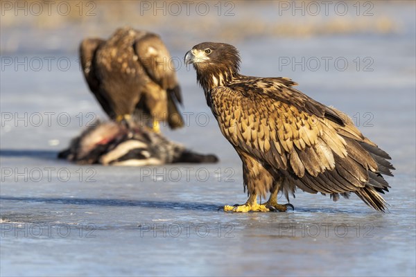 Young white-tailed eagle