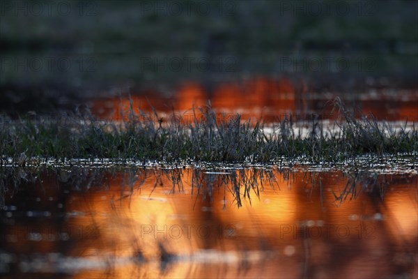 Reflection of the sunrise on a flooded meadow in the floodplain forest in winter