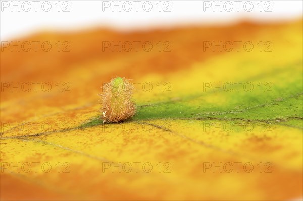 Small beech leaf gall midge