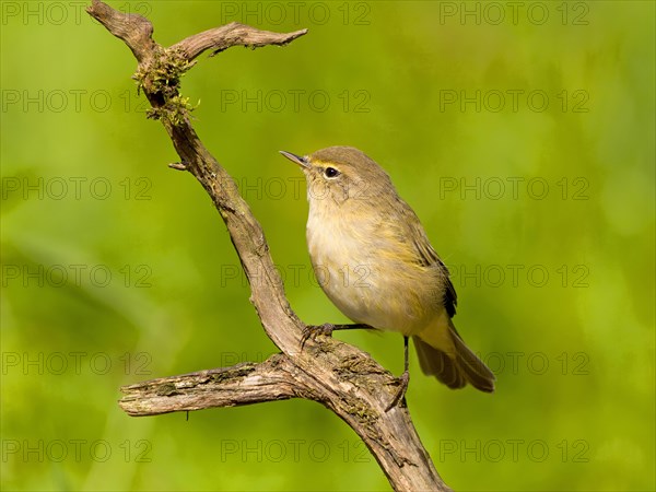 Common Chiffchaff