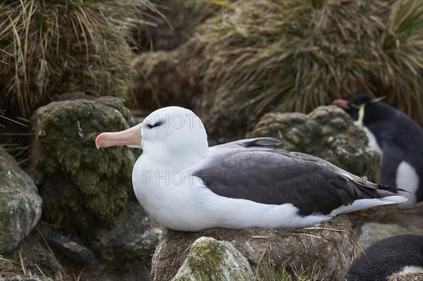 Black-browed albatross