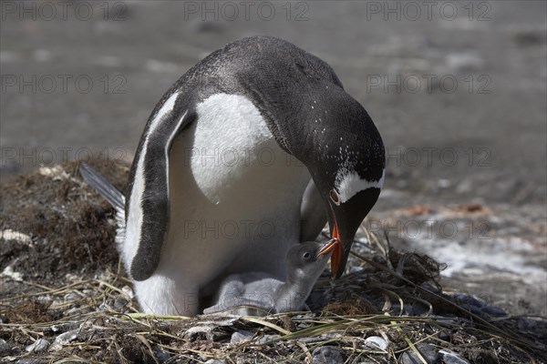 Gentoo penguins