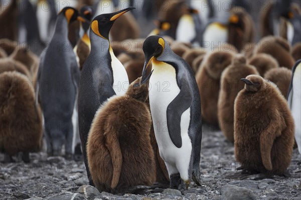 King penguins