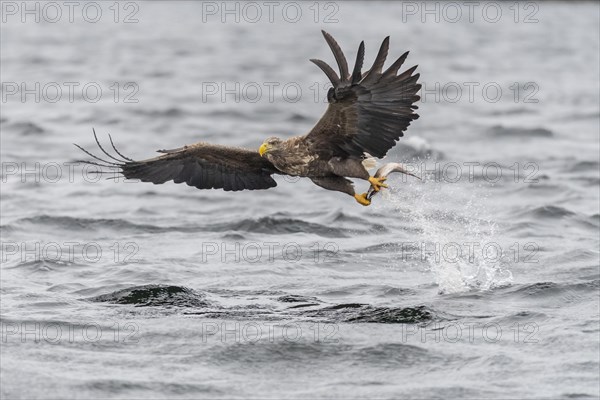 White-tailed eagle