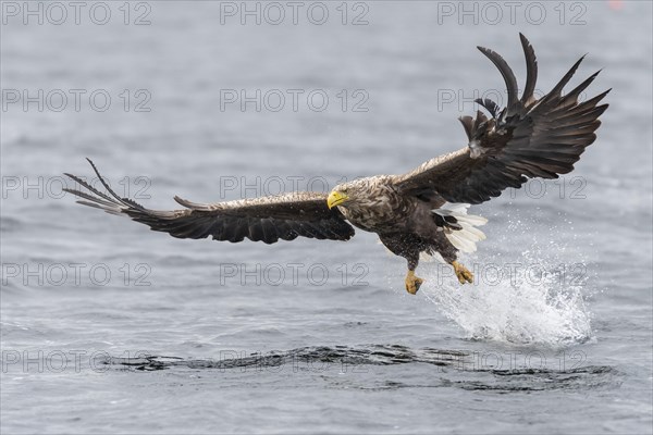 White-tailed eagle