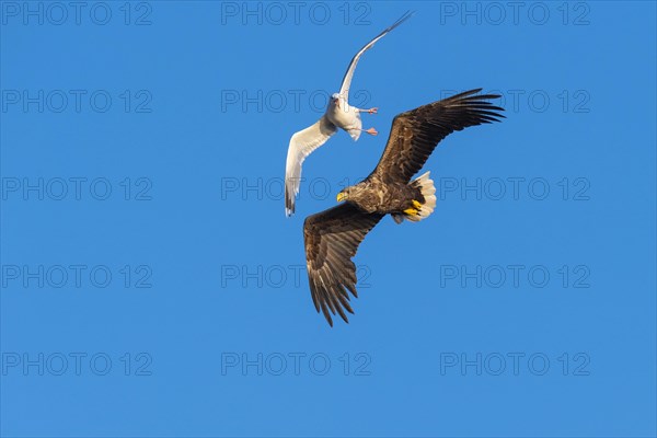 White-tailed eagle