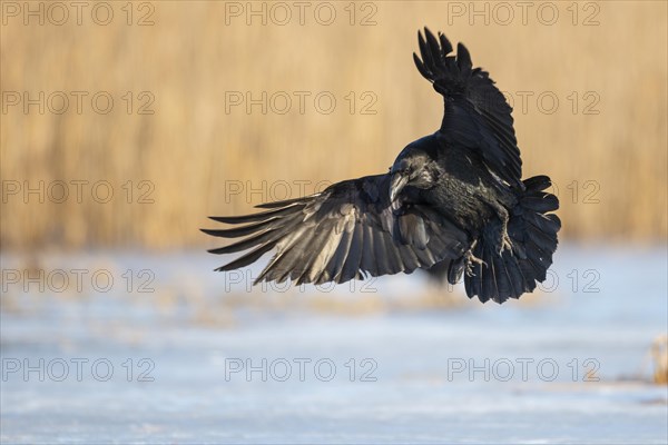 Common raven