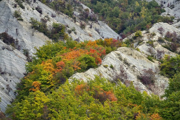 Casentinesi Forests NP