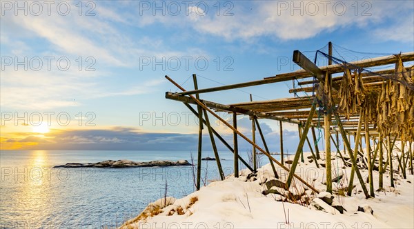 Cod stockfish drying on rack