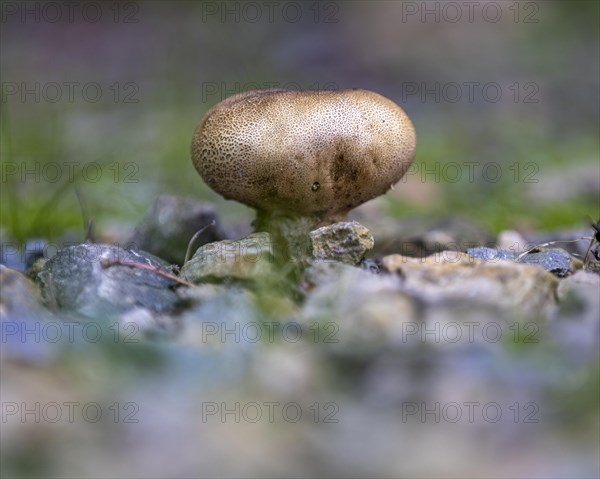 Earthball