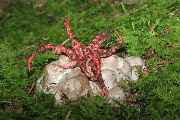 Octopus stinkhorn