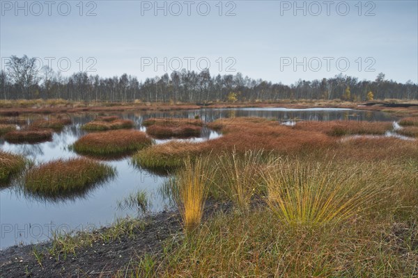 Autumn bog with narrow-leaved common cottongrass