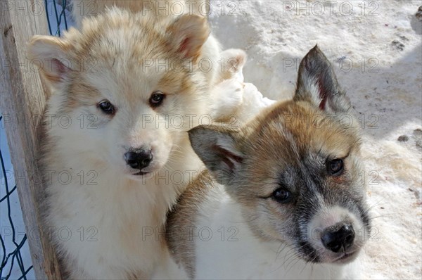 Two young sled dogs look into the camera
