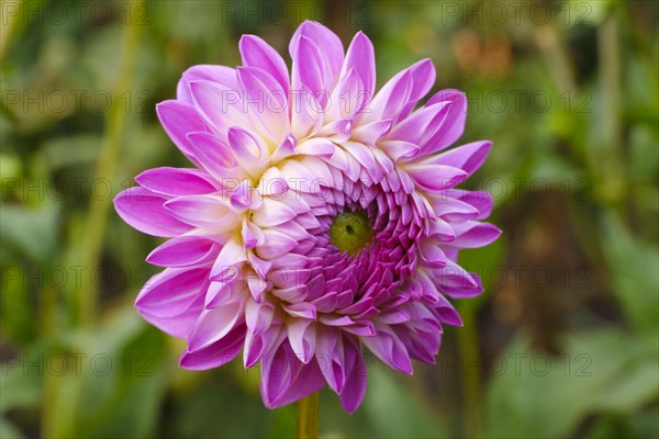 Flowering dahlia