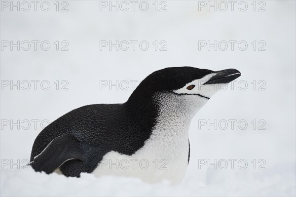 Chinstrap penguin