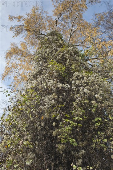 Warty birch