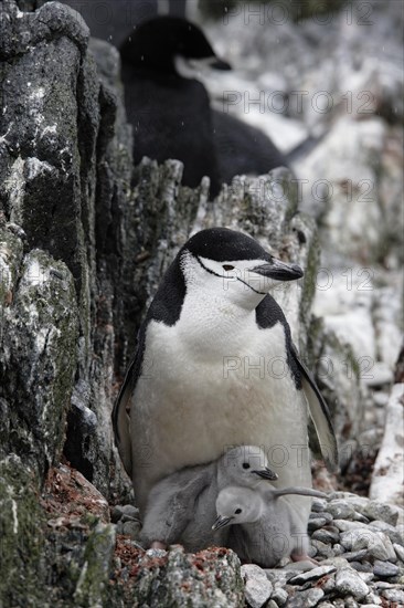 Chinstrap Penguin