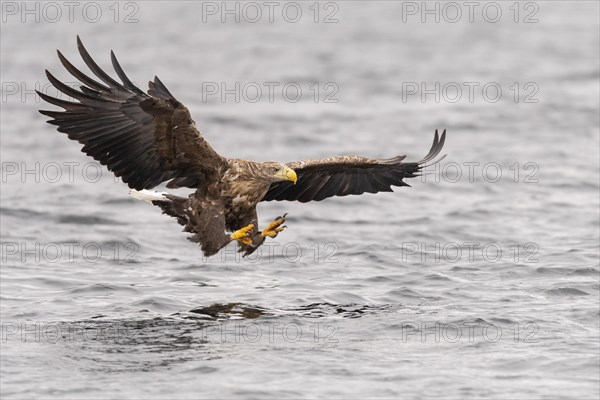 White-tailed eagle