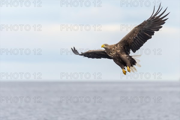 White-tailed eagle