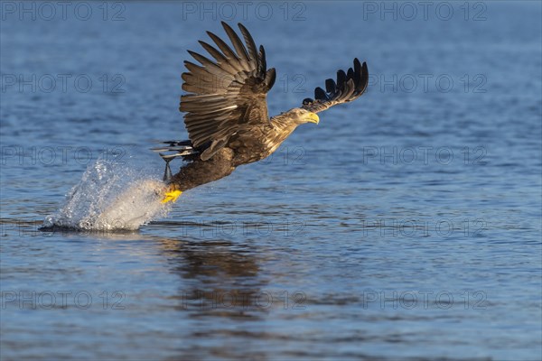 White-tailed eagle