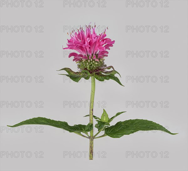 Bee balm hybrid