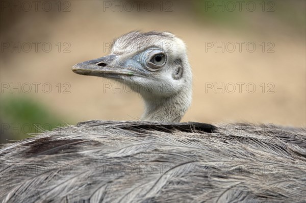 Greater rhea