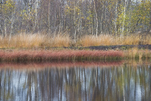 Autumn bog with narrow-leaved common cottongrass