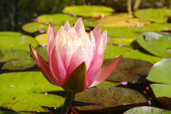 Hardy water lily