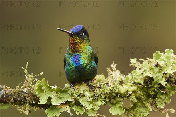 Fiery-throated hummingbird