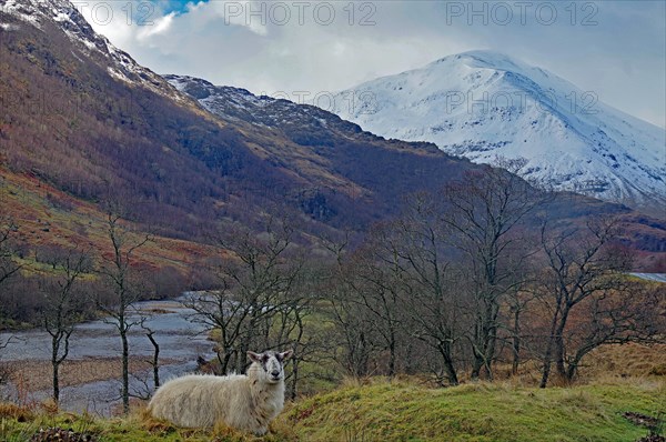 Sheep in front of snow-covered mountain and river valley