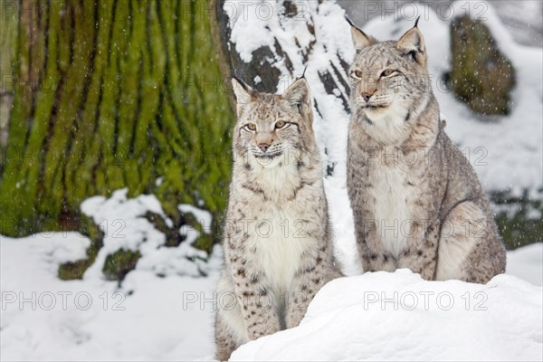 Eurasian lynx