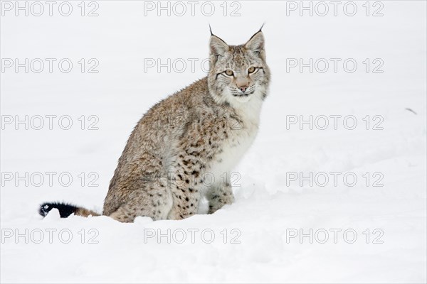 Eurasian lynx