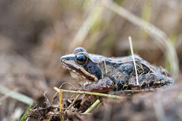 Moor frog