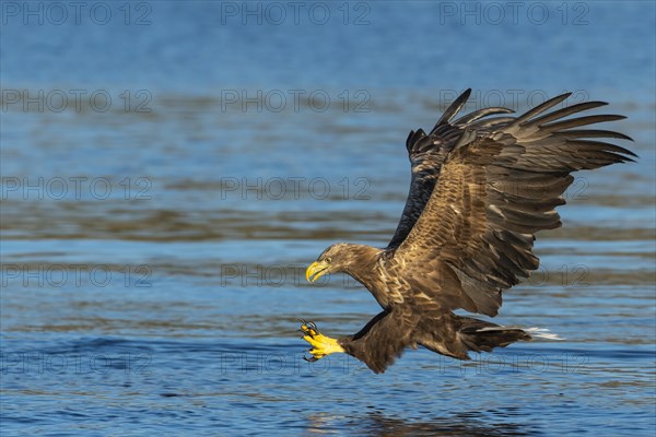 White-tailed eagle