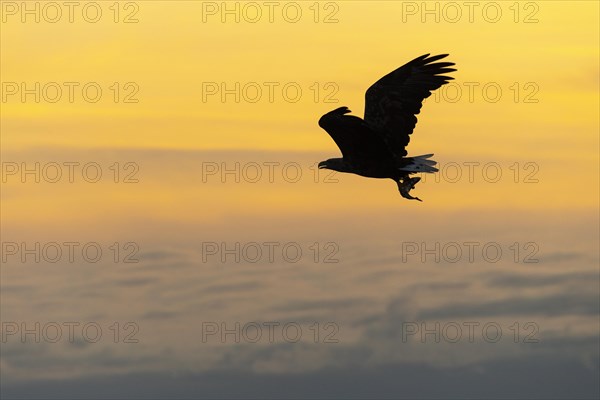 White-tailed eagle