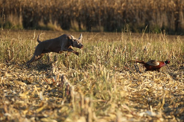 Hunting dog