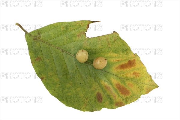 Beech gall midge