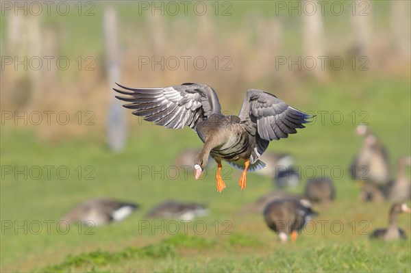 Greater white-fronted goose