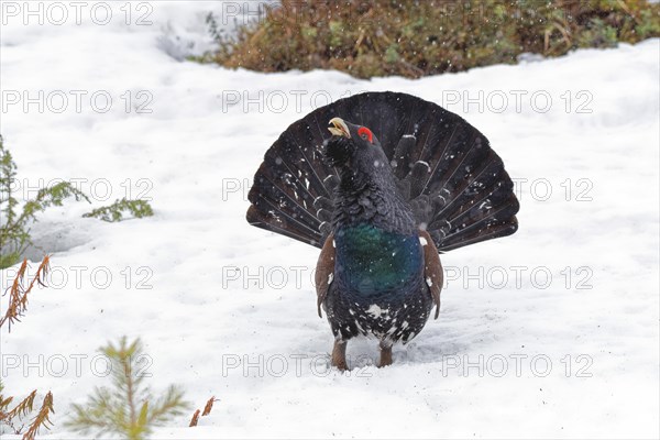 Western capercaillie